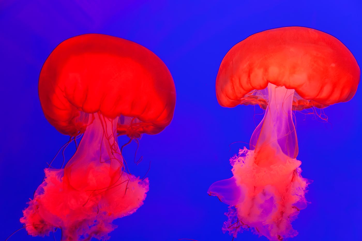 How to Prevent and Treat Jellyfish Stings