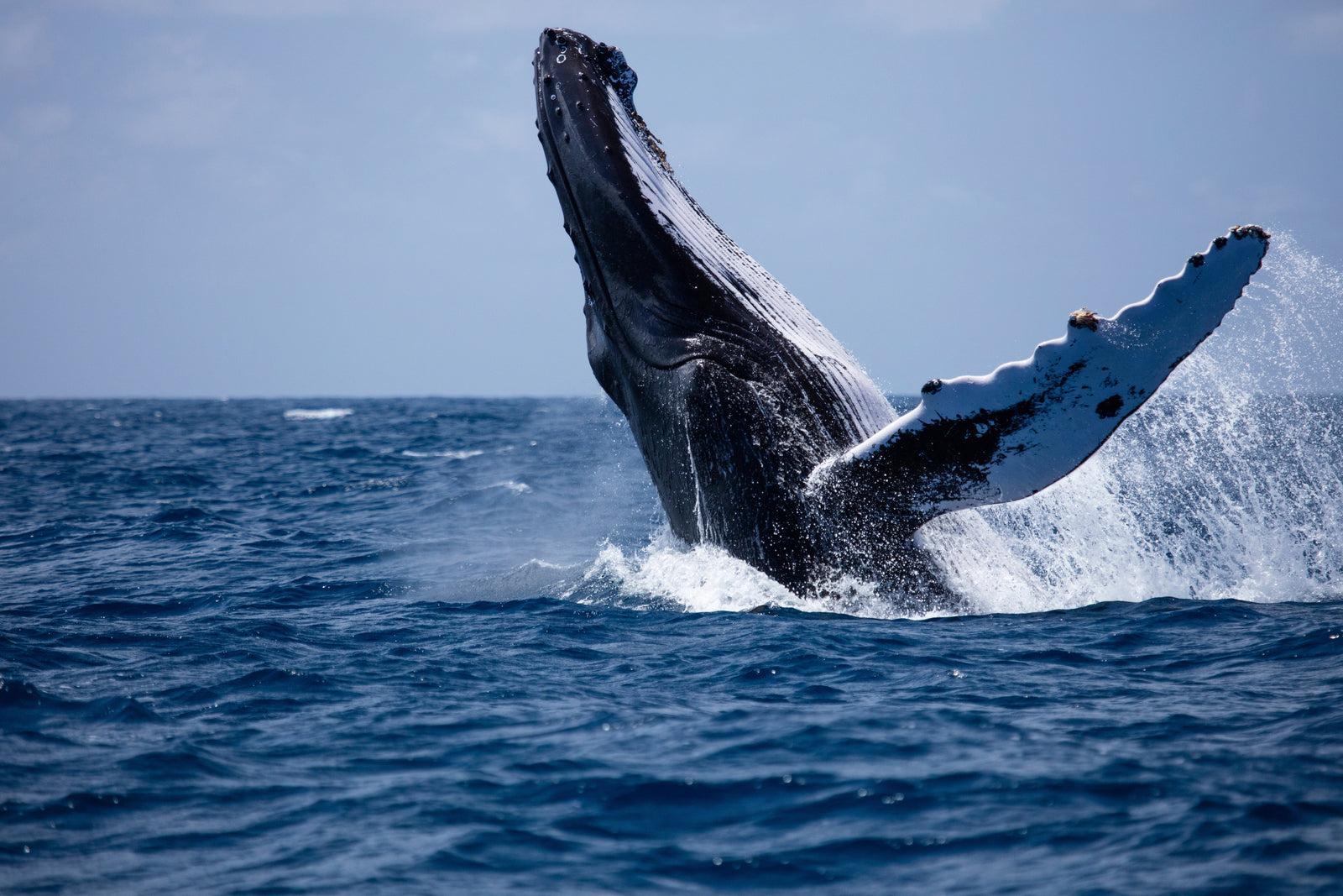 Why are Blue Whales Labeled as Endangered?